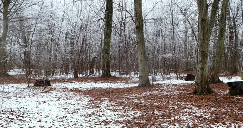 Walk through the forest during snowfall in winter Stock Footage 166468785