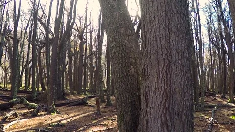 Walk through the forest Stock Footage 70834471