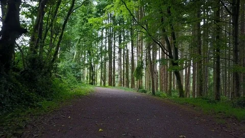 Walk Through the Forest Stock Footage 77395565