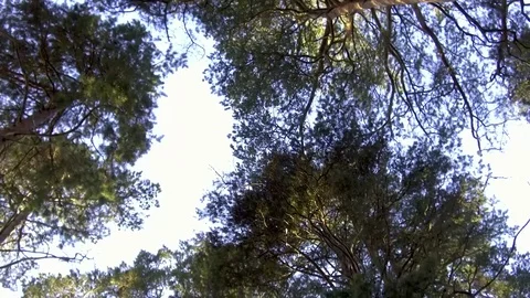 Walk through forest Stock Footage 81063899