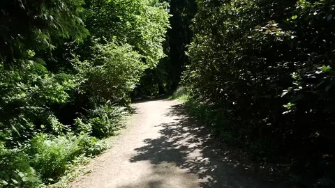 A walk through the forest. Stock Footage 91382655