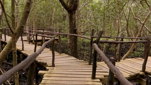 Walk Through Forest Stock Footage 116168335