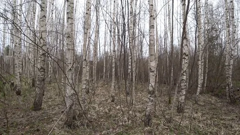 Walk through the forest Stock Footage 116740738