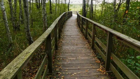 Walk through the forest Stock Footage 120939425