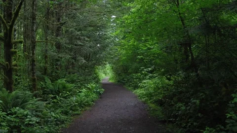 Walk through forest Video stock 133220377