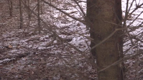 A  walk through forest Stock Footage 137641640