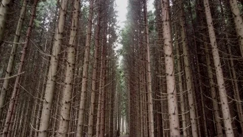 Walk through the forest Stock Footage 145082589