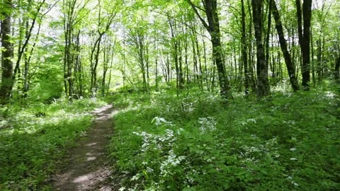 Walk through the forest with large green trees. summer background, Stock Footage 240940887