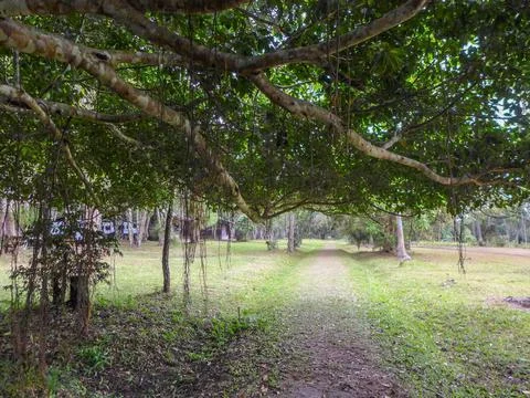 The walk through in the forest , look from branches of tree Foto stock