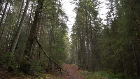 Walk through a forest path in early morning light with tall trees Vidéo 330120725