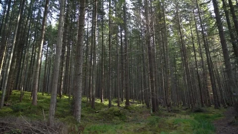 Walk through a forest path in early morning light with tall trees Video stock 337637986