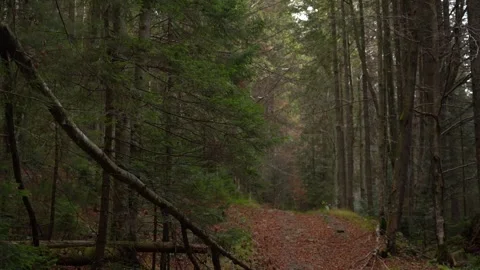 Walk through a forest path in early morning light with tall trees Video stock 337638014