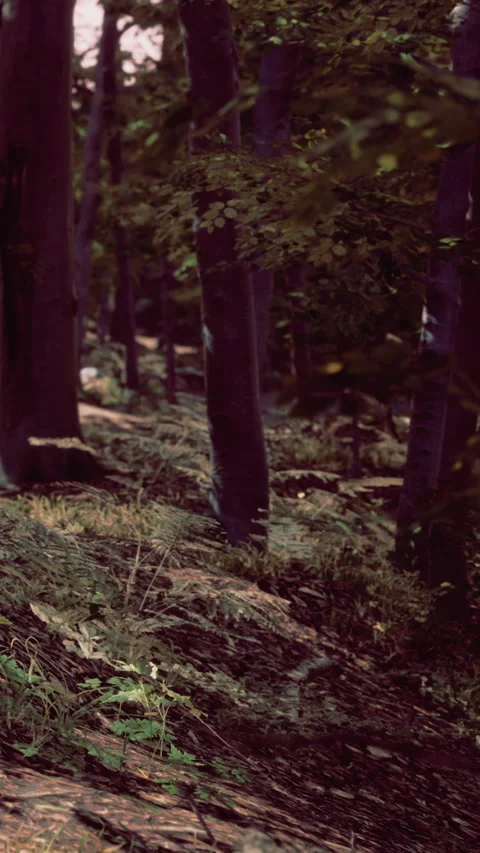 Walk through a forest path surrounded by tall trees on a sunny day Stock Footage 338420982