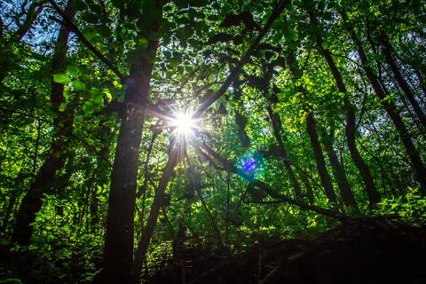 A walk through the forest Stock Photos