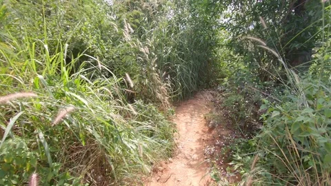 Walk Through Forest Phuket Видео 104300767