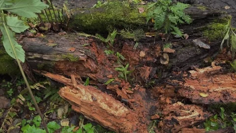 Walk through the forest in the rain Stock Footage 283479269