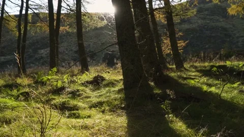 Walk through a forest in the Scottish Highlands in autumn while sunrise. Stock Footage 140808194