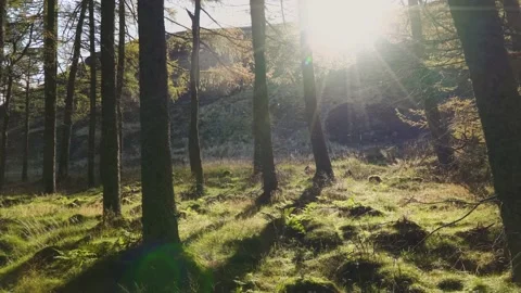 Walk through a forest in the Scottish Highlands in autumn while sunrise. Stock Footage 140808277