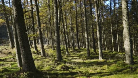 Walk through a forest in the Scottish Highlands in autumn while sunrise. Video stock 140808317