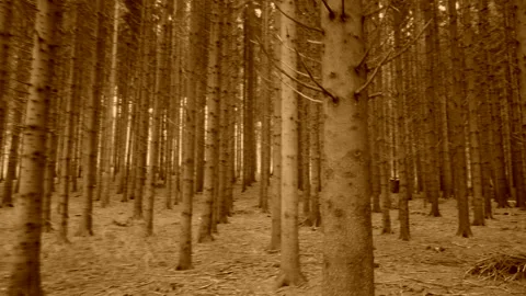 Walk through the forest sephia Stock Footage 145082591