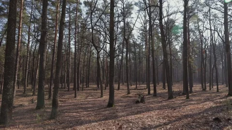 A walk through a forest on a spring day. Sunlight filters through the tall Stock Footage 279992732
