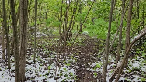 Walk through the forest in spring in May Video stock 274783644