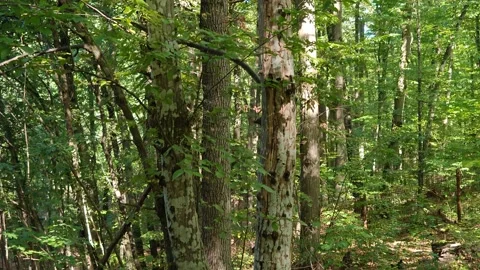 A walk through the forest on a sunny day with tall green trees all around Stock Footage 317649335