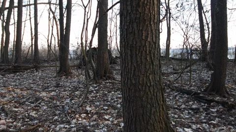 Walk through the forest with uprooted trees Video stock 123980469