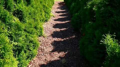Walk through garden labyrinth with thuja trees Stock Footage 112867101