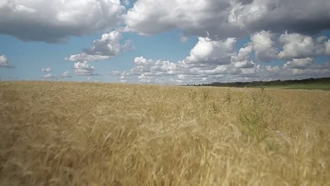 Walk through the golden field of rye Stock Footage 81323467