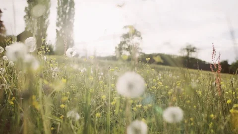 Walk Through Grass Field (Summer Breeze) Stock Footage