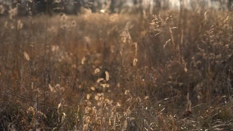 Walk Through The Grass Stock Footage 90866004