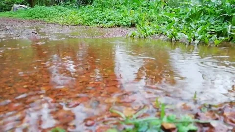 Walk through the grass -A micro footage Concept Stock Footage 137150786