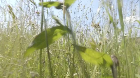 Walk through the grass in summer time Stock Footage 81804756