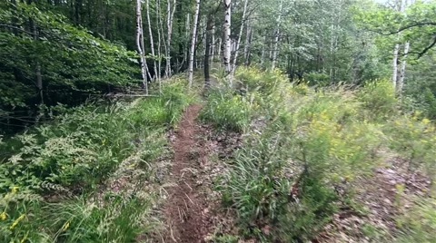Walk through the green forest, early summer, on a meandering path Stock Footage 59939256