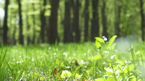 Walk through green grass and small plants in a park on a sunny day Stock Footage 272429295