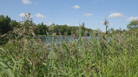 Walk through the green Park by the pond Stock Footage 123917271