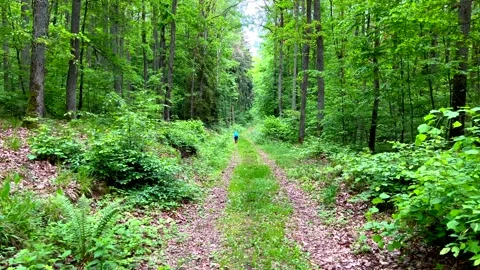 Walk through green spring forest. Stock Footage 197077392