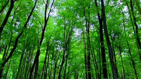 Walk through green spring forest. Stock Footage 197077408