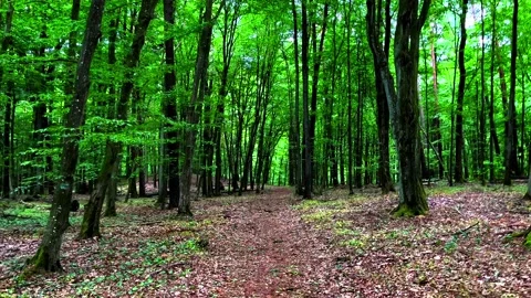 Walk through green spring forest. Stock Footage 197077441