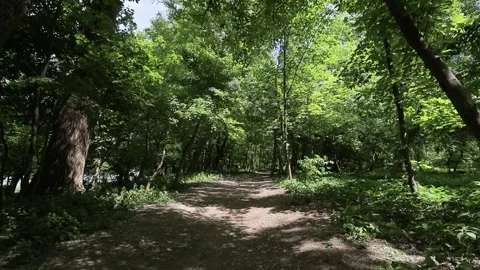 Walk through the green summer forest 库存影片 200205305