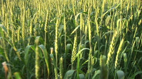 Walk through the green wheat fields Stock Footage 991732