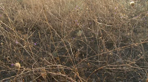Walk through herb field in slowmotion 60s MJPEG 02 Stock-Footage 1653355
