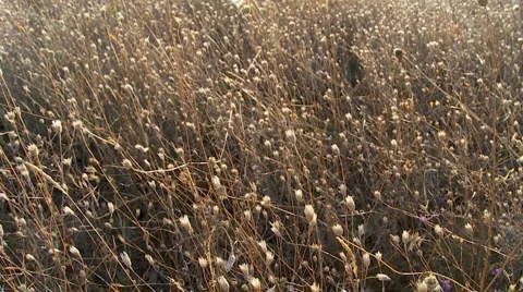 Walk through herb field in slowmotion 51s MJPEG 03 Stock Footage 1682733