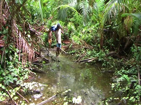 Walk through jungle Stock Footage 3576953