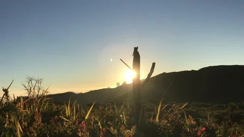 Walk through the light of the rising sun, morning vibe, 4K Stock Footage 223990522