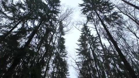 A walk through the magical coniferous forest in winter Stock Footage 300710358