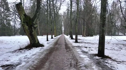 A walk through the magical coniferous forest in winter 스톡 동영상 300710448