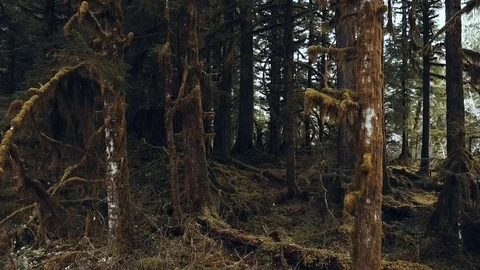 Walk Through the Moss 動画素材 88980248