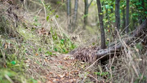Walk through the mystical dramatic forest. Stock Footage 162264437